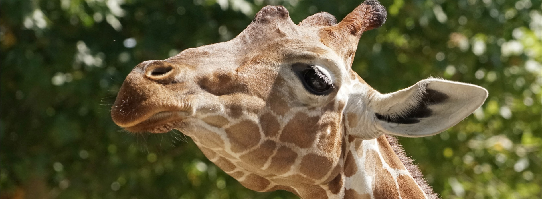 camping tourisme bioparc doue la fontaine