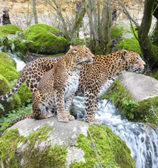 découvrir le bioparc