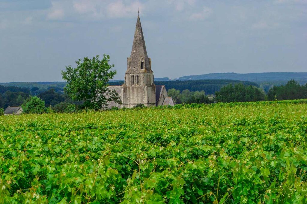 campsite visit vineyard maine et loire