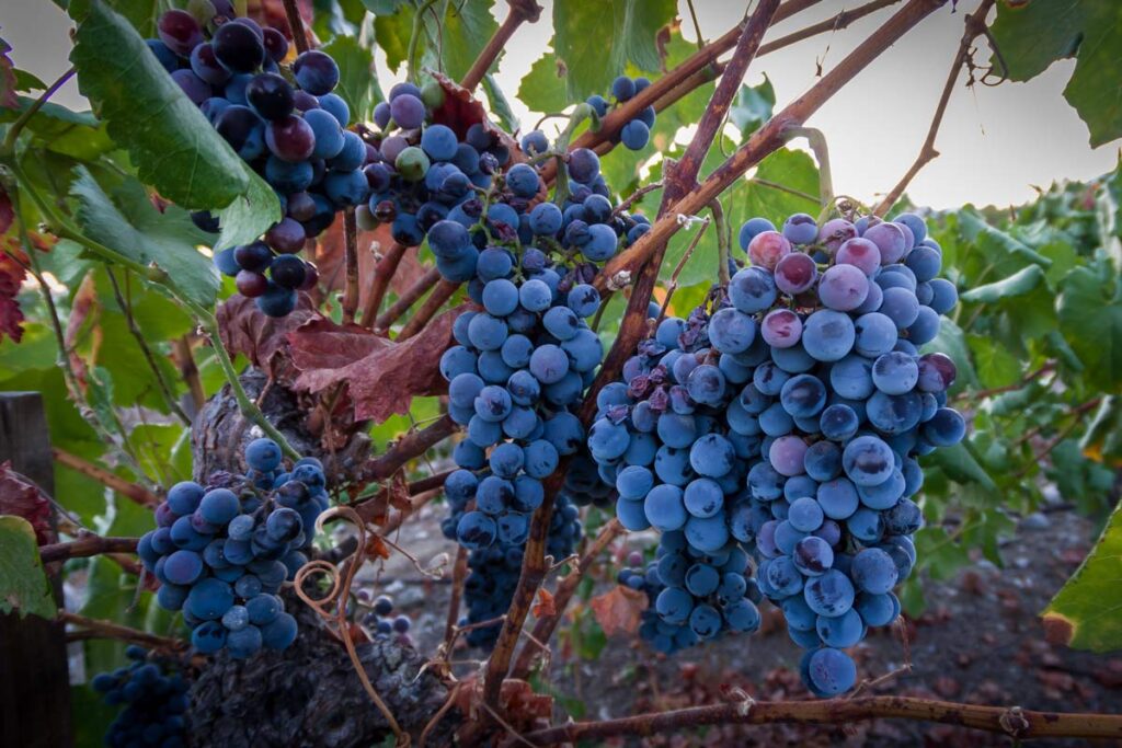 campsite visit vineyard pays de la loire