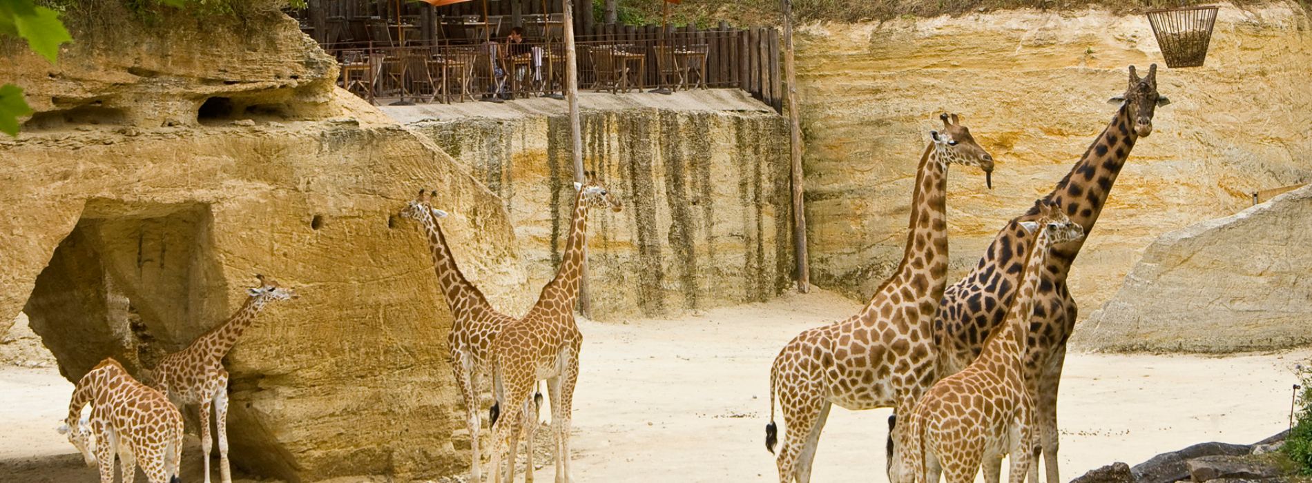 Giraffe Bioparc